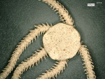 Media type: image; Invertebrate Zoology OPH-1498